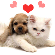 人猫狗翻译器是一款专门为养宠家庭打造的动物语言翻译平台哦，全部的小猫小狗语言翻译功能都是可以随时去使用的，平台包括了小猫小狗最全的叫声翻译功能哦，包括它们发出的任何声音你都可以录制在平台翻译的，非常趣味好用哦！
